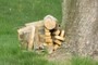 My Firewood