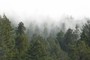 fog in world's tallest forest canopy
