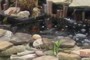 Koi Pond
