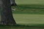 Golf Ball Sits on Green Far from Camera