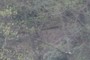 Trail