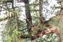 giant limb