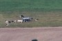 Lazy Cows