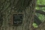 tagged tree