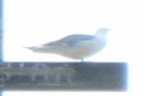 69145-210x140