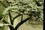 dogwood