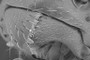 hymenoptera glossary - mandibles
