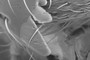 hymenoptera glossary - tooth