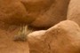 A plant
