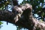 Dragons Head