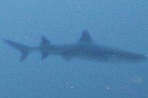 7170-210x140