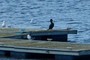 Cormorant