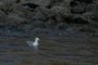 Seagull in the Water