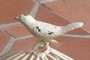 Grey Gardens Birdcage