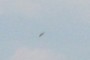 turkey vulture