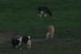 Cows