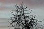 branches
