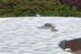 chickadee