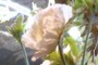 Palaeoaster inquirenda, a Cretaceous poppy