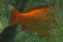 headless fish