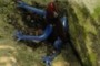 Red-headed Blue Frog