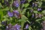 I found a bee