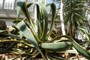 agave