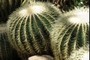barrel cactus
