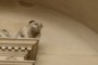 Dog?
