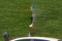 Ghost in the Park