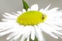 little black bee