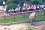 Elefant