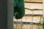 Watering
