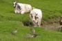 Cows eat ducks