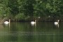 Swans