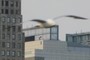Seagull