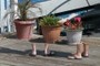 Walking pots