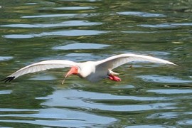 Flying bird