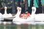 Swan boats