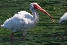 Name of this birds?