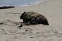 Dead Seal with bird