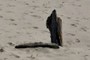 stump