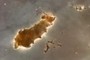 Space Tardigrade