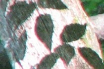 73305-210x140