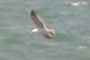 Flying