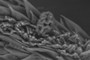 pollen
