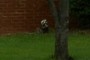 Racoon!