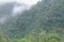 Bosque de niebla