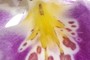 Orchid Detail 2