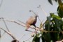 Birdy